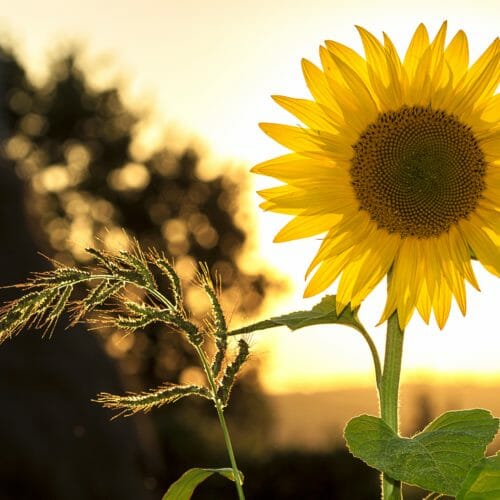 Netts Landhaus Arrangement Netts Sommerfrische