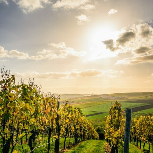 Netts Landhaus Arrangement Goldene Herbsttage